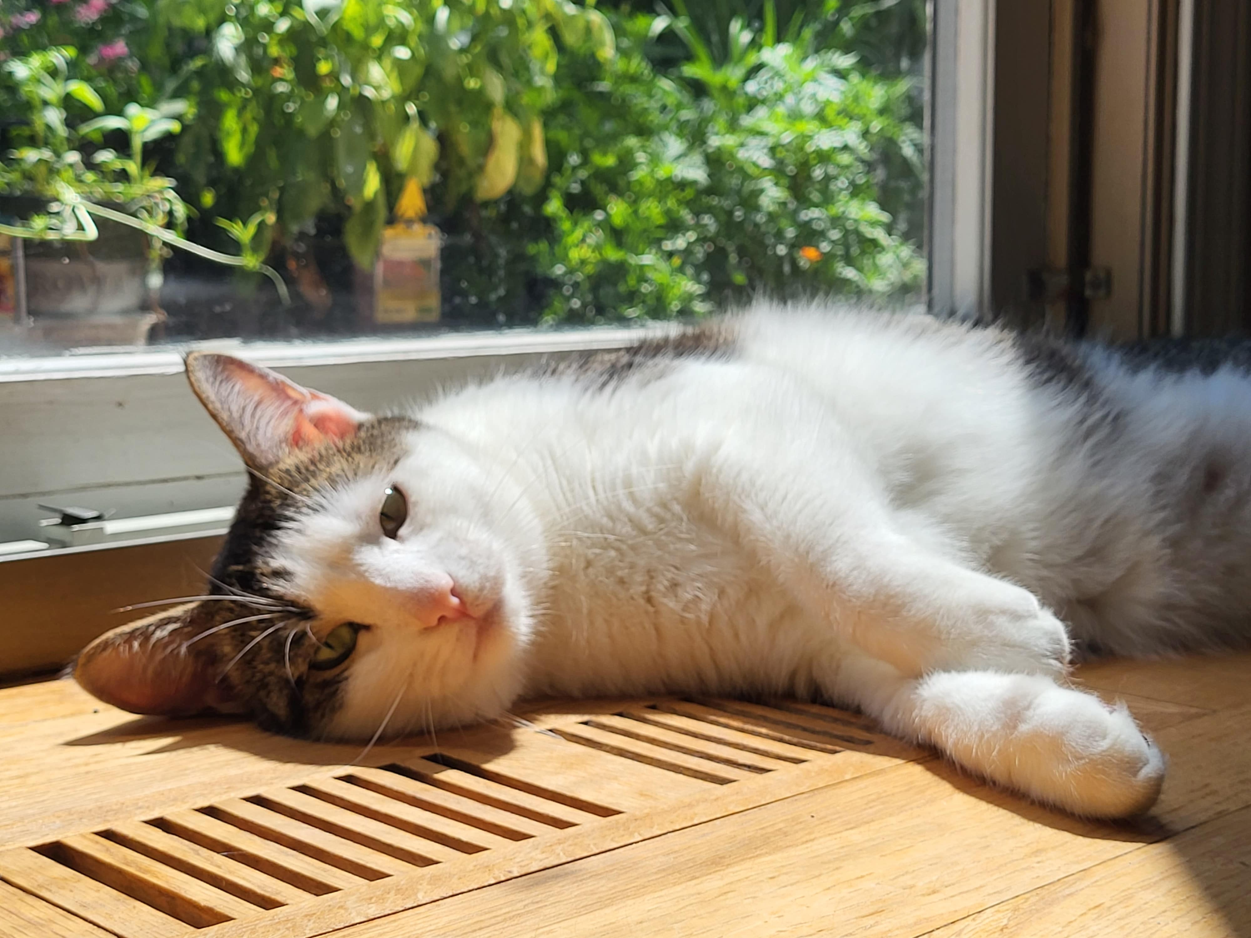 Grace's cat is laying in the sunrays near a window, sleepily.