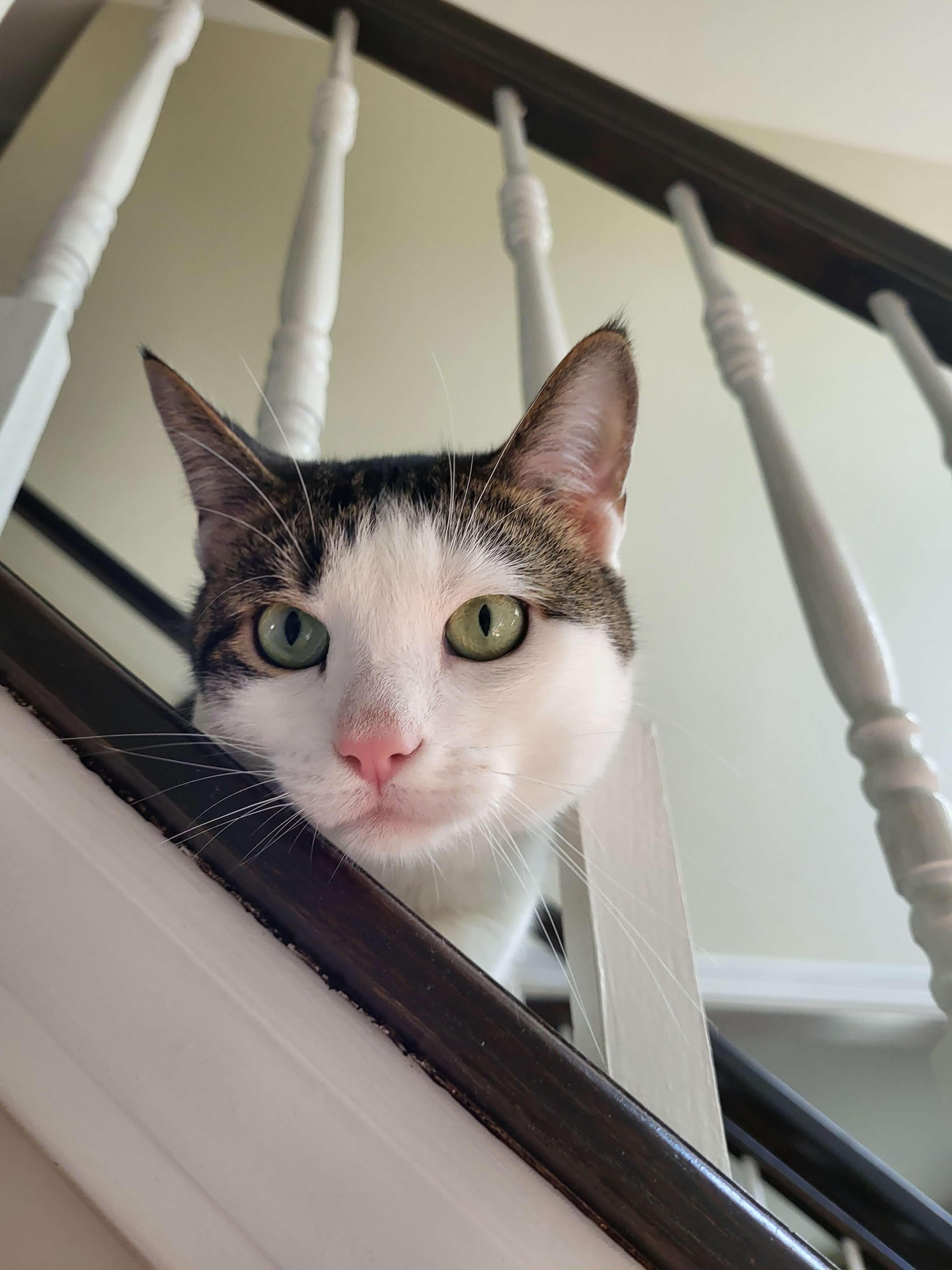 A picture of Grace's cat sticking his head through the staircase railing.