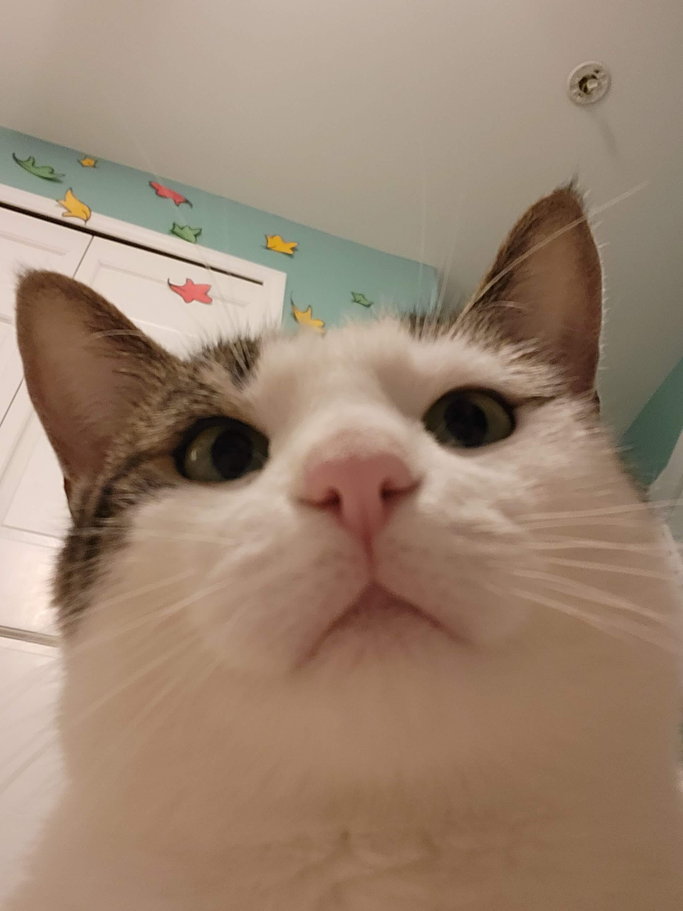 A very close up picture of Grace's cat, only seeing its face.