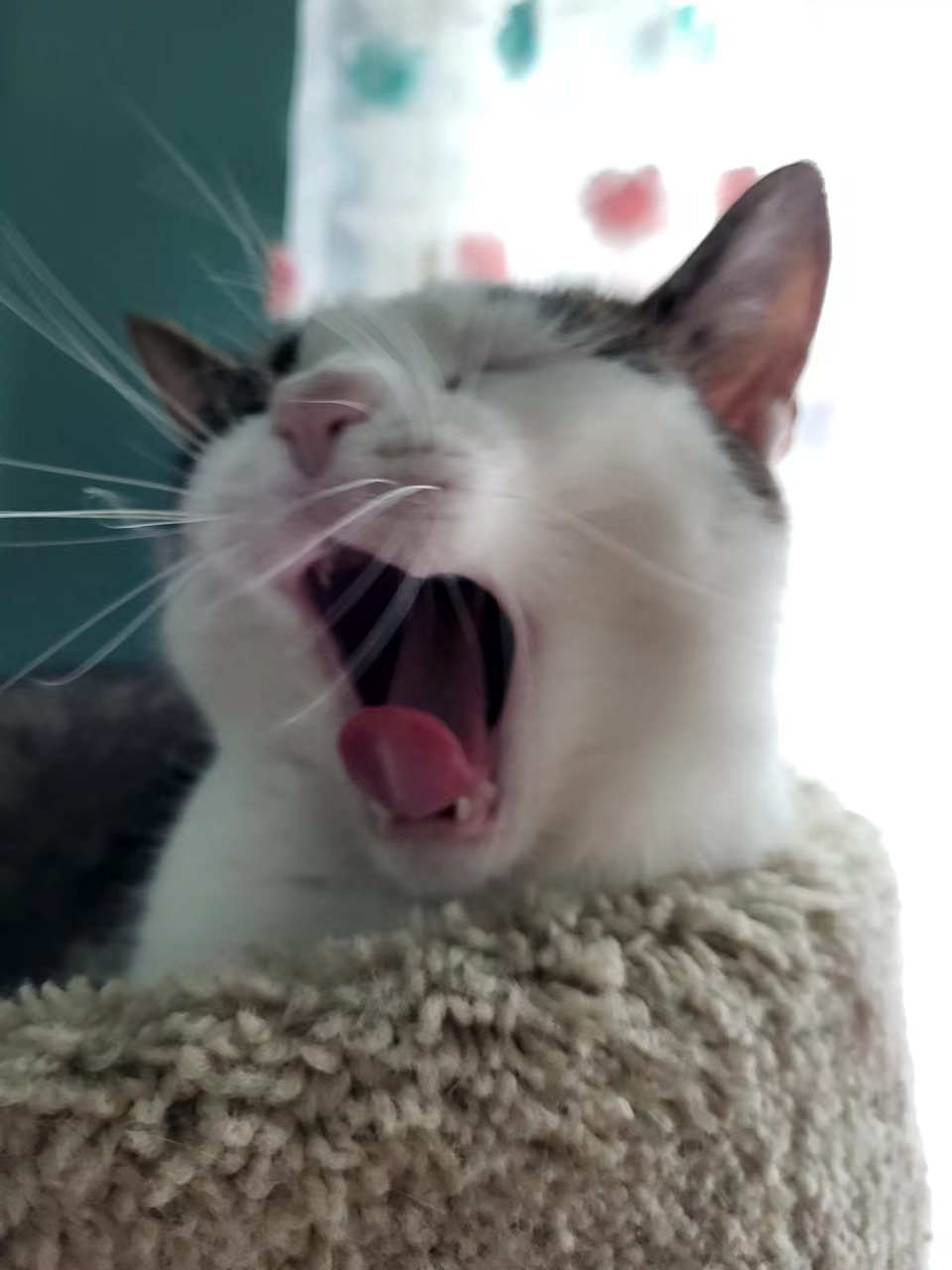 A picture of Grace's cat yawning. It is lying down in a cat tree, which is in front of a window.