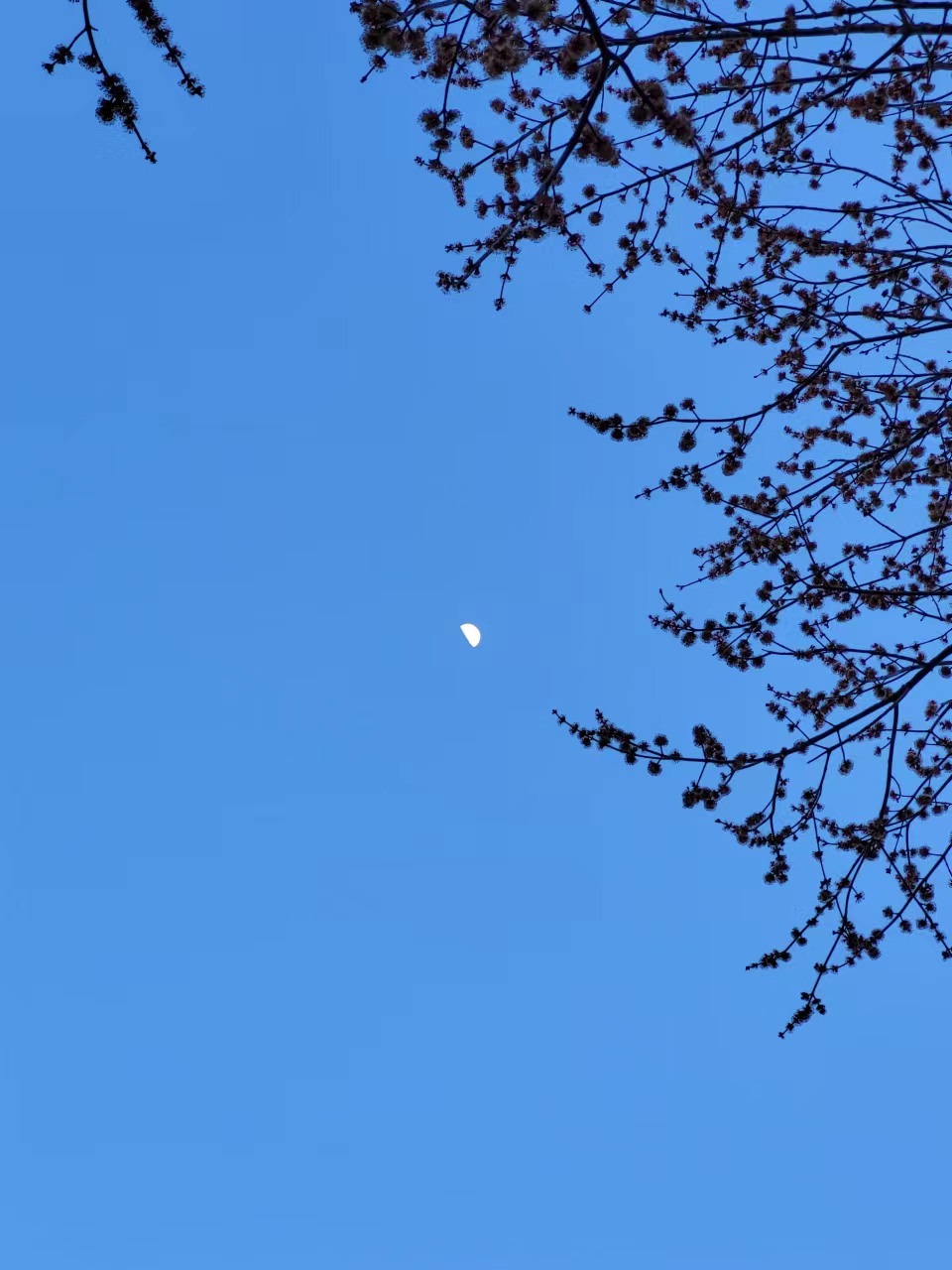 A picture of a half moon in the blue sky. There are tree branches shown in the top left of the picture.